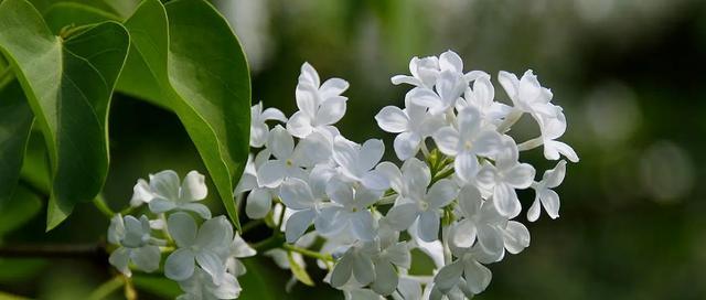 丁香花的花语与象征意义（探寻丁香花的深层意义）