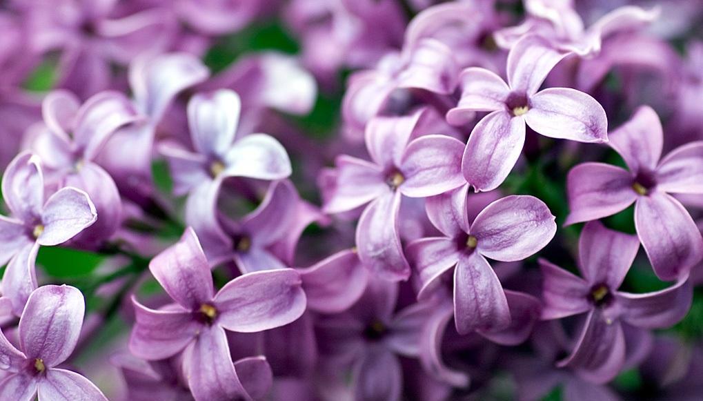 丁香花的花语与象征意义（探寻丁香花的深层意义）