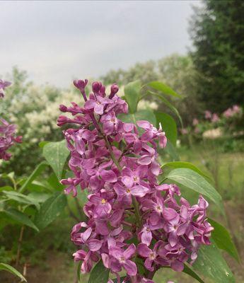 丁香花语的美丽传说（繁花似锦）