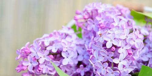 丁香花（用芳香与色彩的丁香花）