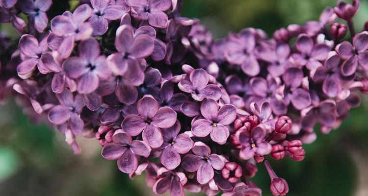 丁香花（用芳香与色彩的丁香花）