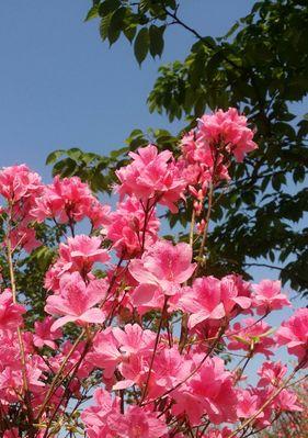 杜鹃花的象征意义（探寻杜鹃花的生命哲学与美学价值）