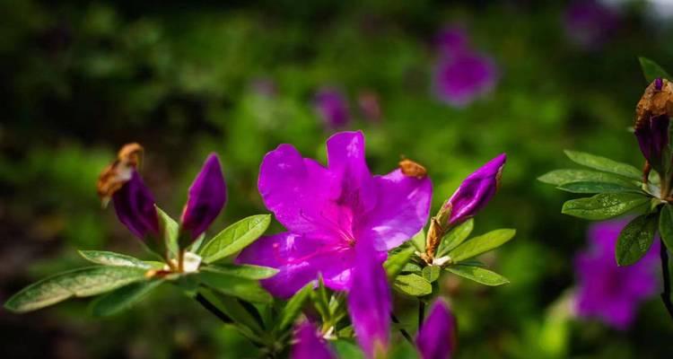 杜鹃花（探寻杜鹃花的花语与意义）