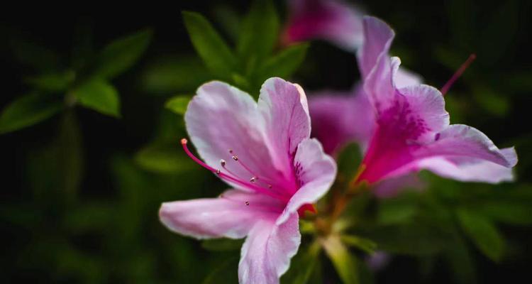 杜鹃花语（一朵杜鹃的花开）