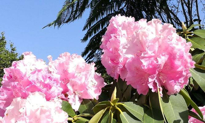 杜鹃花的含义与象征（探寻杜鹃花的花语及象征意义）