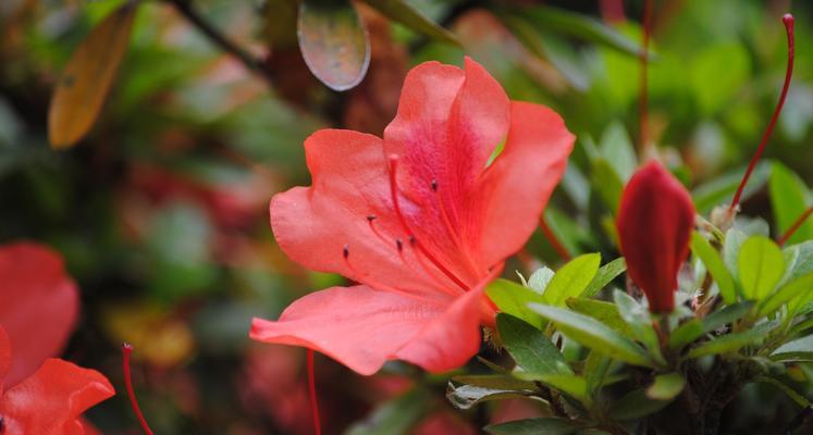 杜鹃花的含义与象征（探寻杜鹃花的花语及象征意义）