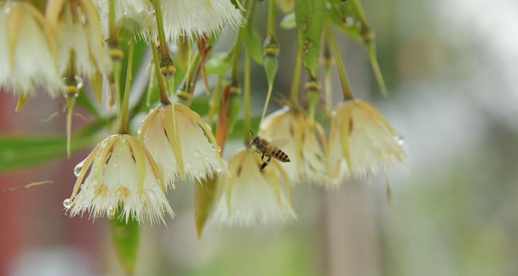 杜英花的花语与象征意义（探秘杜英花的神秘语言）