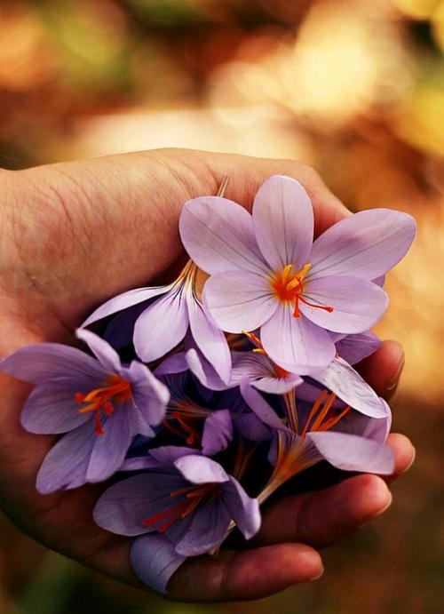 番红花的花语（寄托着爱与美好的花朵）