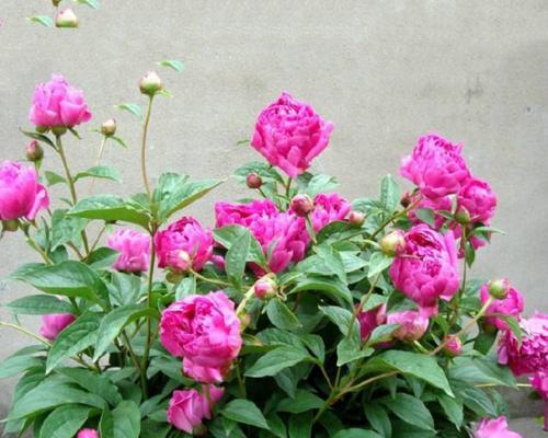 芍药花种子什么时候种（芍药花种植方法和时间）