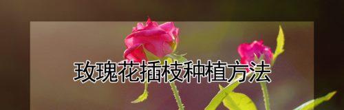 玫瑰花的种植方法和技巧（从选购到养护）