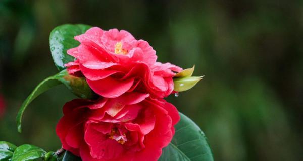 茶花怎样养护管理（茶花养护方法与技巧）