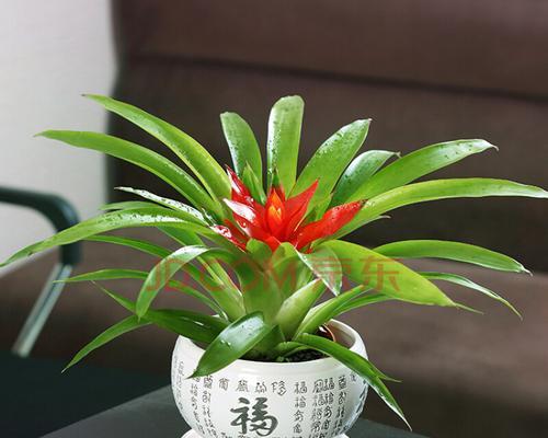 客厅适合养什么花和植物（客厅十大绿植排名）