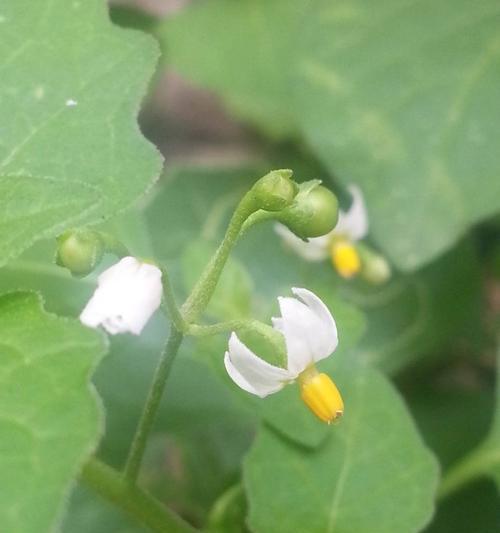 黑豆几月份种（黑豆种植方法和时间）