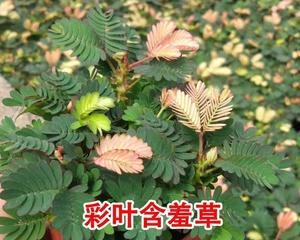 含羞草植物如何养护（含羞草的正确养法）