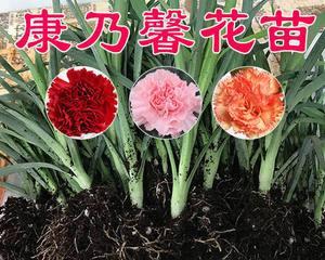 康乃馨种子怎么种容易发芽（康乃馨种子种植方法步骤）