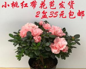 杜鹃花怎么繁殖方法（盆栽杜鹃花繁殖方法）