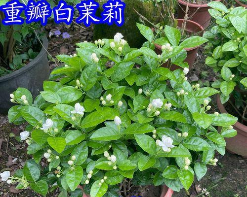 茉莉花的养殖方法和注意事项（盆栽茉莉花的养护技巧）