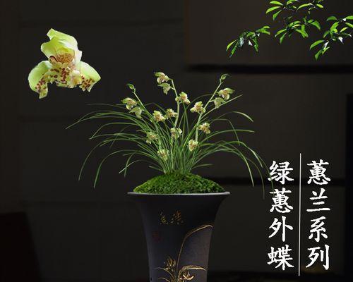 蕙兰花怎么养才能旺盛（蕙兰花养殖方法与技巧）