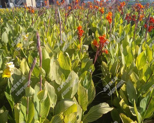 美人蕉种在水里怎么种（美人蕉种植方法和时间）