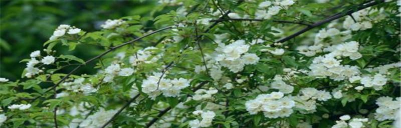 木香花什么时候扦插（木香花扦插时间和方法）