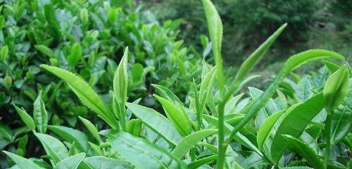 油茶树种子怎么育苗（茶籽种植技术与栽培管理）