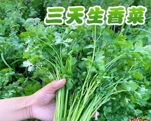 香菜种子怎么种植容易发芽（香菜的正确种植方法）