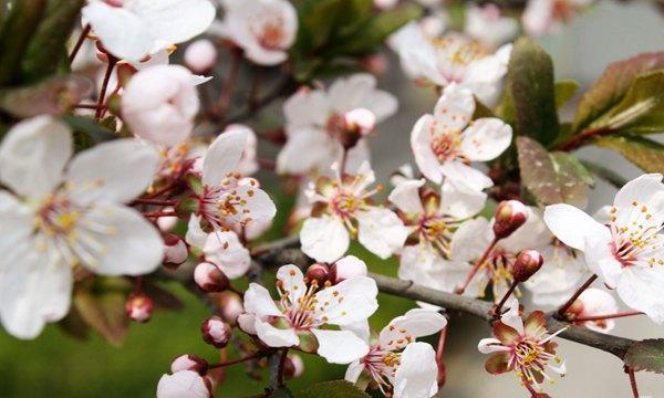 紫叶李花期果期观叶期（有关紫叶李开花时间）