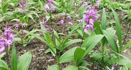 白兰花什么季节种植（白兰花的种植技术）