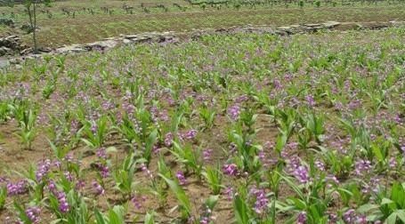 白兰花什么季节种植（白兰花的种植技术）