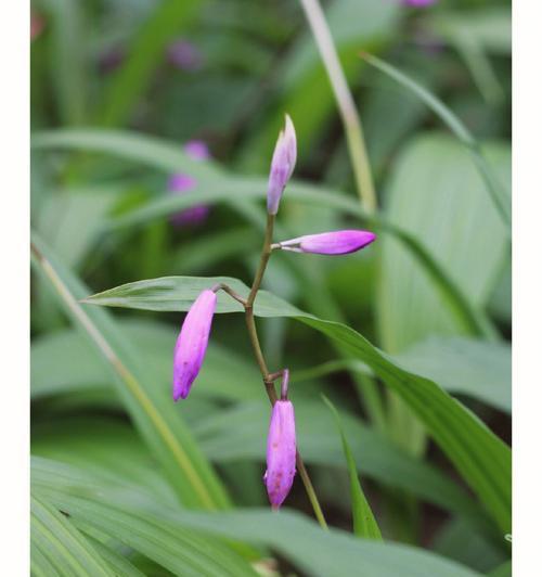 白兰花什么季节种植（白兰花的种植技术）