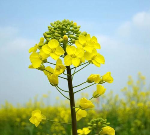 油菜花什么时候开花（油菜花种植方法和时间）