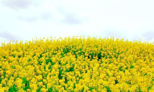 油菜花什么时候开花（油菜花种植方法和时间）