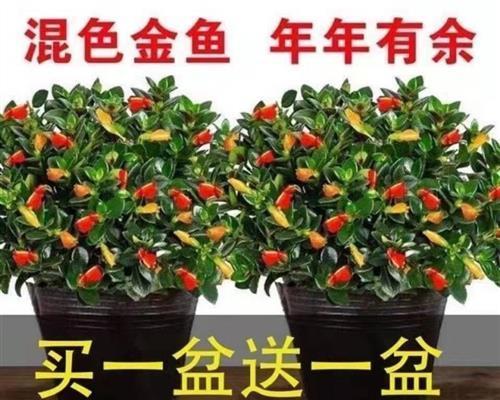 客厅适合养什么植物（适合客厅养的绿植大全）