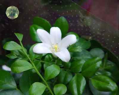 九里香花几月份开花（有关九里香花的开花时间）