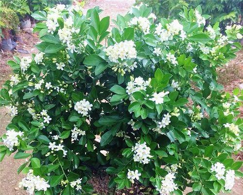 九里香花什么时候开花（有关九里香的花期季节）