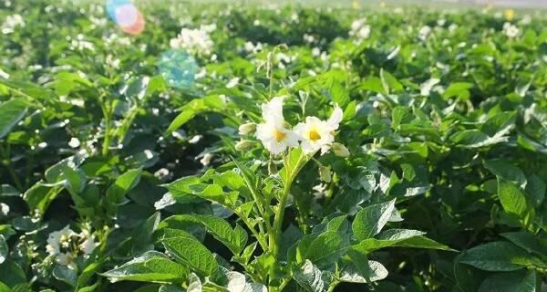 6月可以种植什么蔬菜（适合6月种的蔬菜推荐）