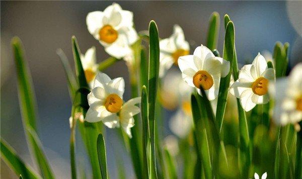 水仙花在几月开放（有关水仙花花期简介）