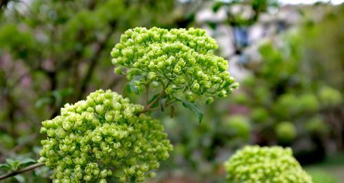 昆山的市花——牡丹花的美丽与象征（探寻牡丹花的文化内涵与昆山之旅）