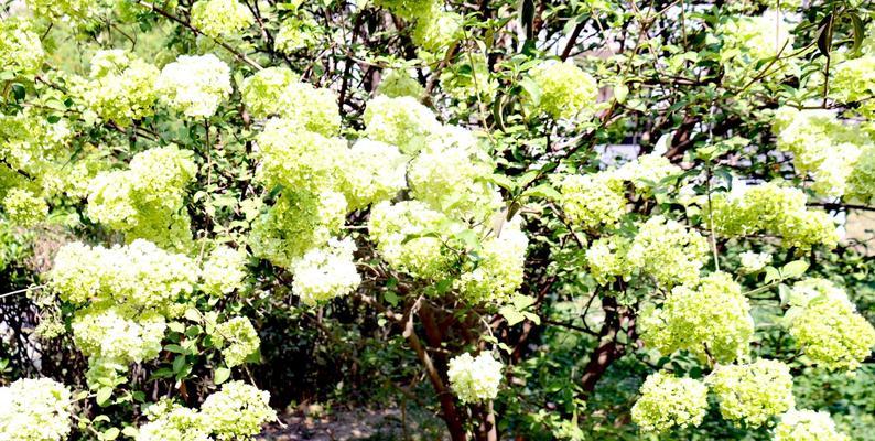 昆山的市花——牡丹花的美丽与象征（探寻牡丹花的文化内涵与昆山之旅）