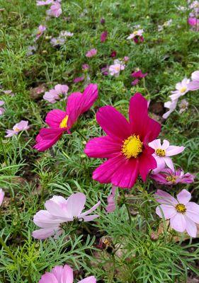 市花格桑花的象征寓意（揭示市花格桑花的文化内涵与美丽价值）