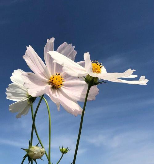 市花格桑花的象征寓意（揭示市花格桑花的文化内涵与美丽价值）