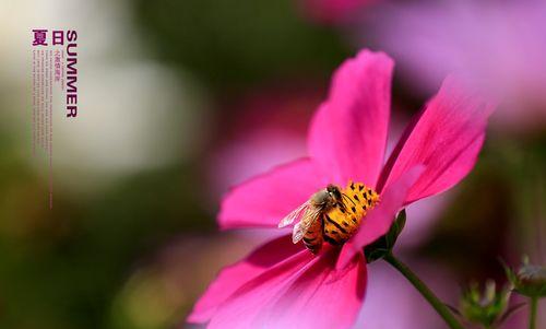 市花格桑花的象征寓意（揭示市花格桑花的文化内涵与美丽价值）