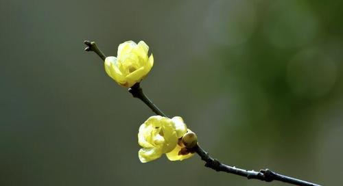 腊梅花之意义（腊梅花花语及代表意义的解读）