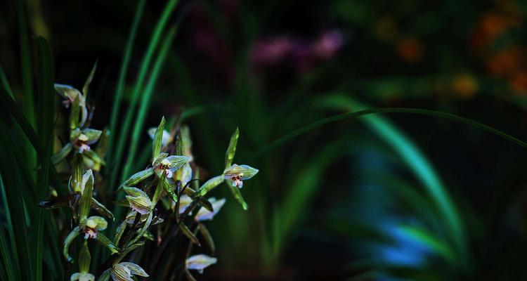 以兰花草为象征的美丽和高尚（探寻兰花草的象征意义与内涵）