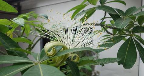 以蓝桉的花语及开花特点（揭秘以蓝桉花的含义）