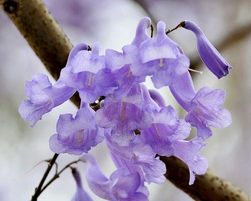 蓝花楹的花语与寓意——颂歌之美（浪漫的蓝花楹）