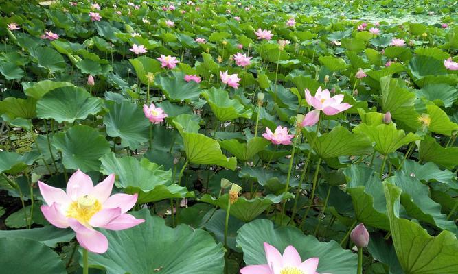 以莲花代表的生肖之谜（揭开莲花背后隐藏的生肖秘密）