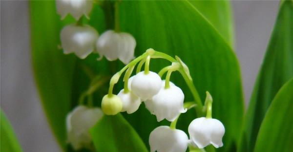 铃兰花的花语和寓意（铃兰花象征着什么寓意）