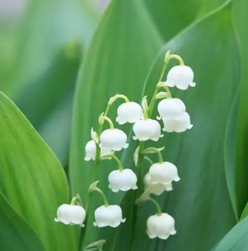 铃兰花的花语和寓意（铃兰花象征着什么寓意）