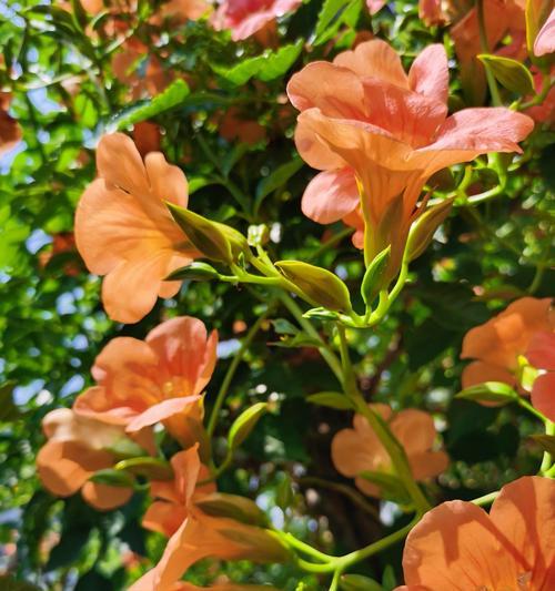 凌霄花风水之神秘与效应（揭开凌霄花风水的秘密）